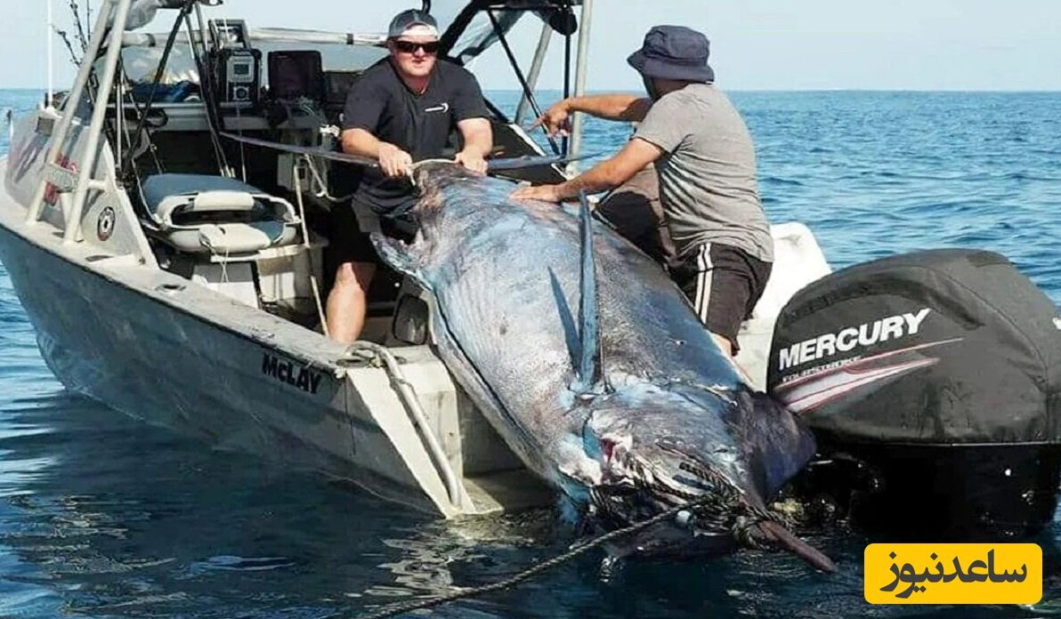 ماهیگیر خوش شانس موفق به شکار ماهی 400 کیلویی با قلاب شد!