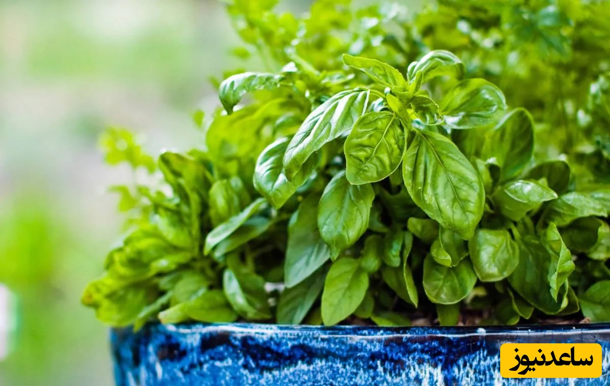 آموزش کاشت سبزی خوردن در خانه ؛ خاک مناسب برای کاشت نعناع و ریحان در گلدان+ عکس
