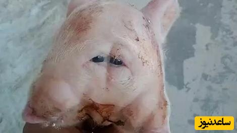 (فیلم) تولد عجیب خوک دو سر با چهار چشم و دو پوزه/ جل الخالق😐