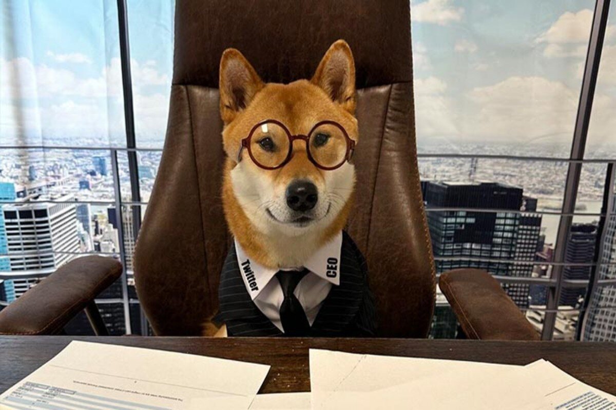 سگ خوش تیپ ایلان ماسک مدیرعامل توییتر شد!+ عکس جنجالی
