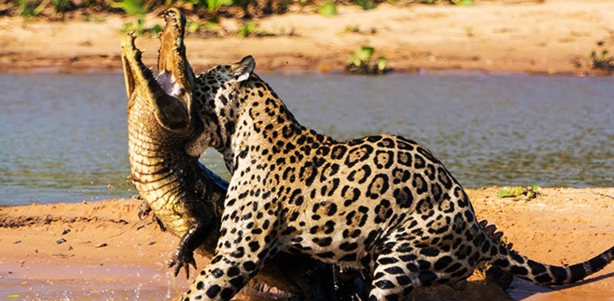 (ویدیو) نبرد بی‌رحمانه و وحشیانه جگوار و کایمن/ جنگی برای بقا در دل جنگل های فریبنده و متراکم!