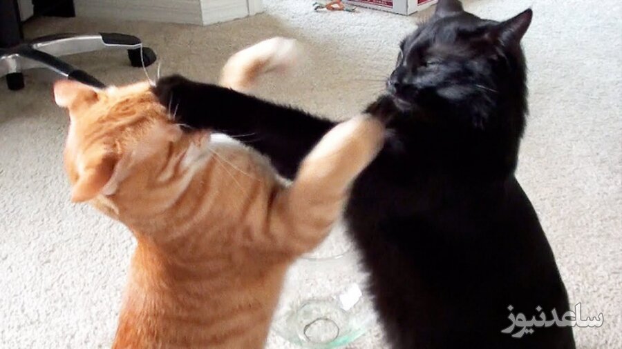 (ویدئو) پایان دعوای دو گربه با وساطت جالب یک مرد!