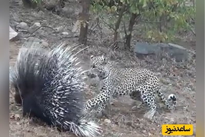 (ویدئو) مستند حیات وحش حیوانات/  مقاومت دیدنی تشی در برابر حملات مداوم پلنگ گرسنه!