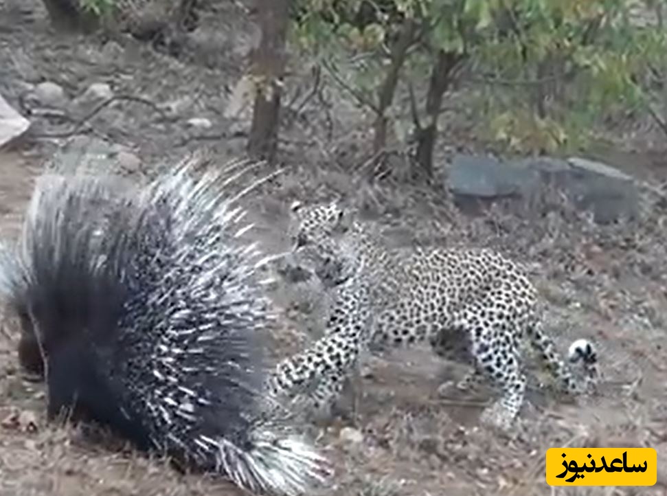 (ویدئو) مستند حیات وحش حیوانات/  مقاومت دیدنی تشی در برابر حملات مداوم پلنگ گرسنه!