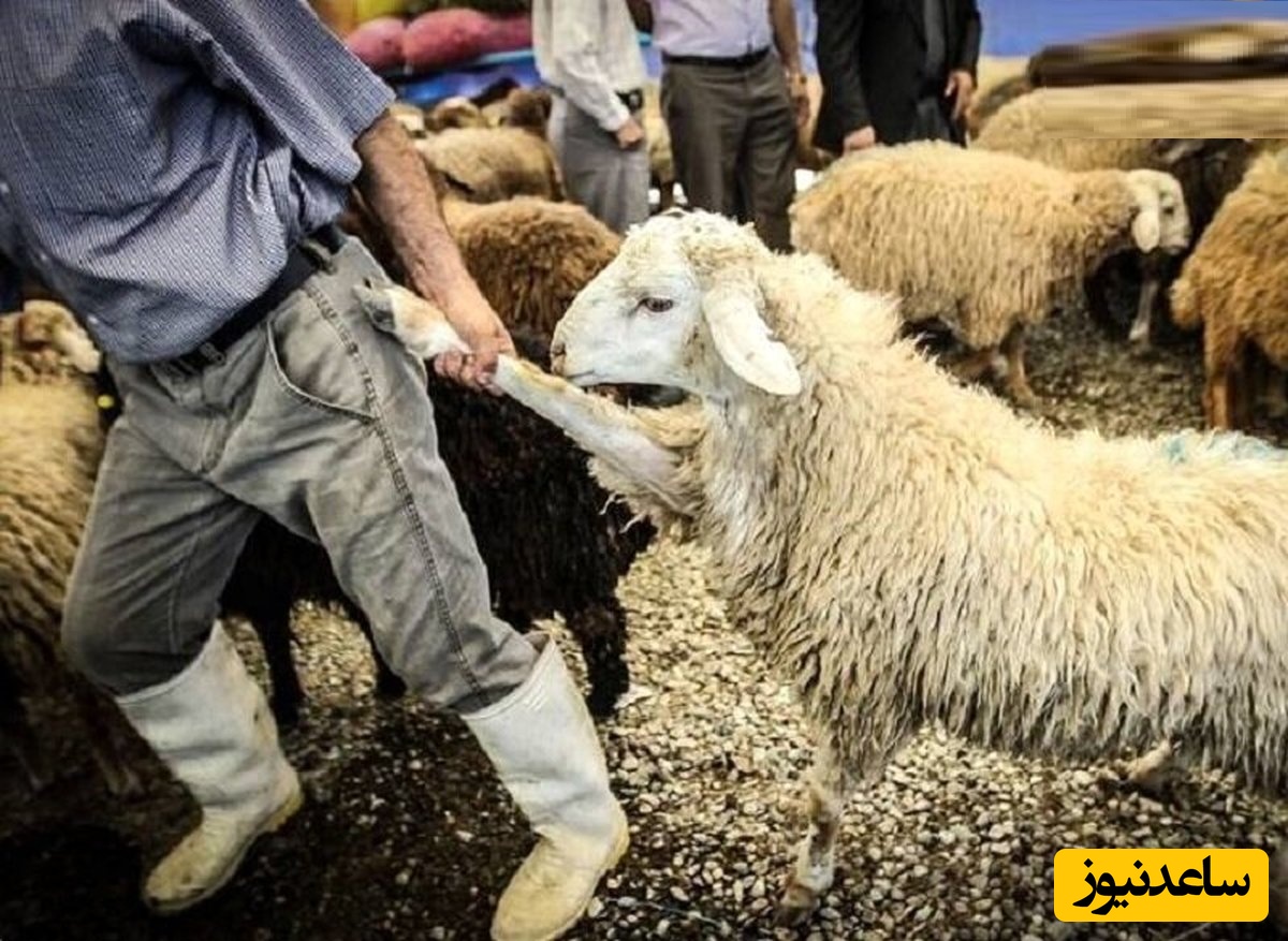 گوسفند دزدی به شیوه گانگستری در روستای احمدآباد مشهد/ قتل با 150 گلوله!