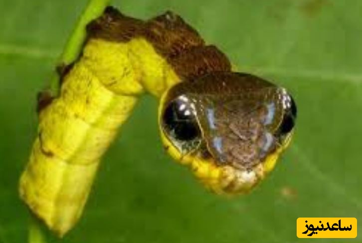 ببینید| این «کرم ابریشم» برای ترساندن دشمنان اش شبیه «مار» می شود!