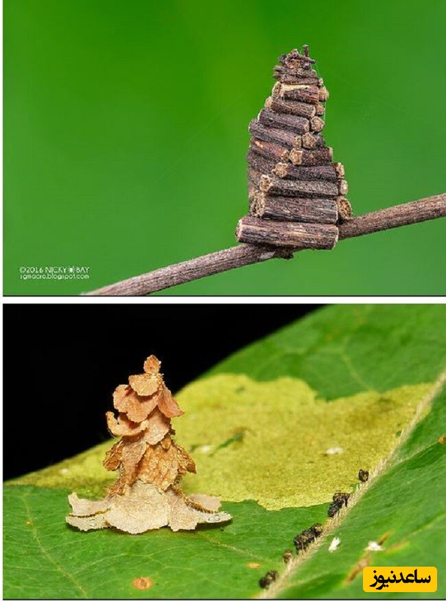 10- پروانه کرم‌کیسه (Psychidae)