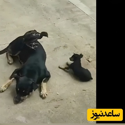 حیات وحش بامزه/ کتک‌کاری و کشتی گرفتن بامزه و خنده‌دار جوجه خروس سمج با یک توله سگ!+ویدئو