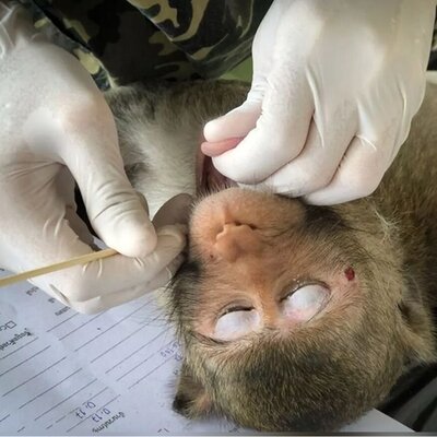 (عکس) تولد یک میمون آزمایشگاهی عجیب با چشم‌ها و انگشت‌های سبز