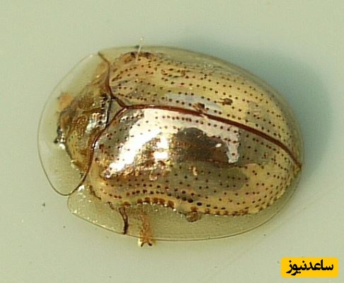 سوسک لاک پشتی طلایی؛ سوسکی زیبا که شبیه جواهرات درخشان است