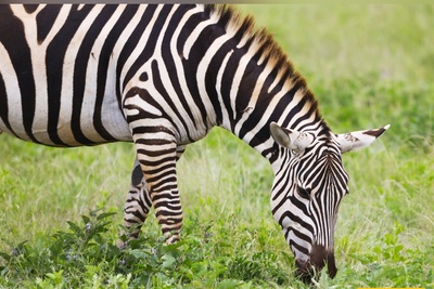 (ویدئو) معجزه حیات وحش: فرار باورنکردنی گورخر از چنگال شیر