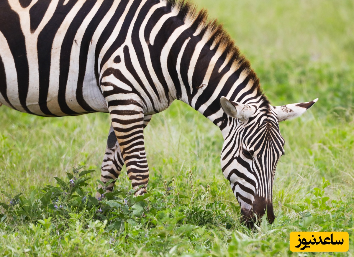 (ویدئو) معجزه حیات وحش: فرار باورنکردنی گورخر از چنگال شیر