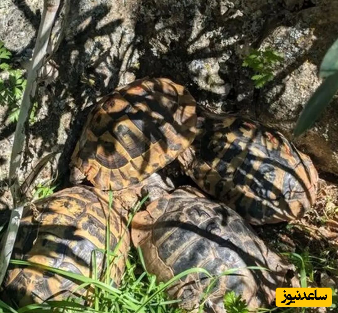 خودکشی دسته‌جمعی لاک‌پشت‌ها را در این ویدیو ببینید!