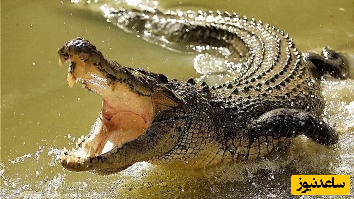 ماجرای تجاوز جنسی سه برادر به تمساح به بهانه سحر و جادو