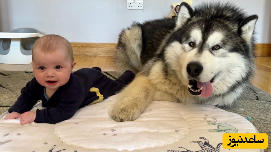 فیلم خنده‌دار لحظات بازی بچه‌ها و سگ‌های بامزه با واکنش دیدنی توله‌های هاسکی و لابرادور / کیوت‌ترین صحنه‌ای که به عمرتون دیدید