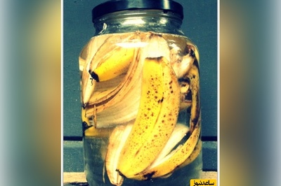 روش تهیه کود از پوست موز برای چند برابر کردن رشد گیاهان + ویدئو