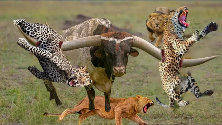 حیواناتی که بیشتر از آنچه فکرش را کنید خطرناک هستند!! + ویدئو