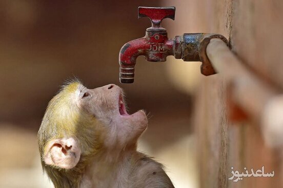 یک میمون در هوای گرم تابستانی هند در تلاش است تشنگی خود را با شیر آب رفع کند./ خبرگزاری فرانسه