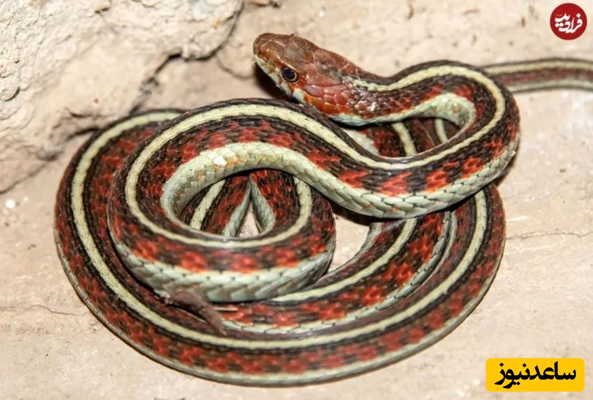 مار نواردار با پهلوهای قرمز (Red-sided garter snake)