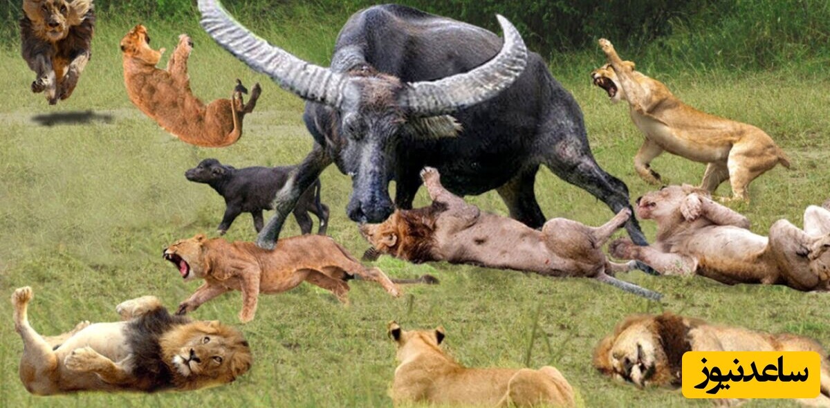 (ویدئو) مستند حیات وحش/ این داستان:
وقتی بوفالوی پیر در نبرد مرگ و زندگی 10 شیر‌ را مغلوب کرد