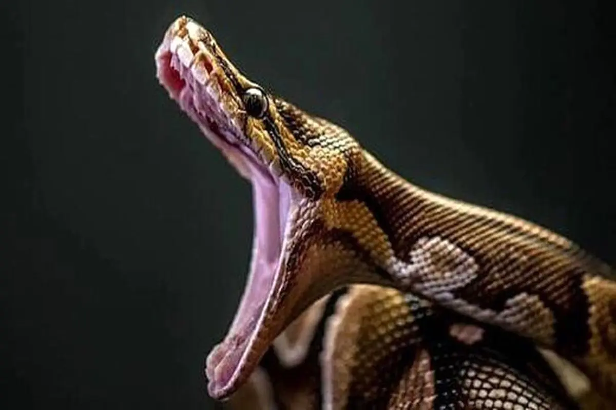 ویدیویی عجیب از حمله شاه کبرای عصبانی به مرد بومی+ فیلم