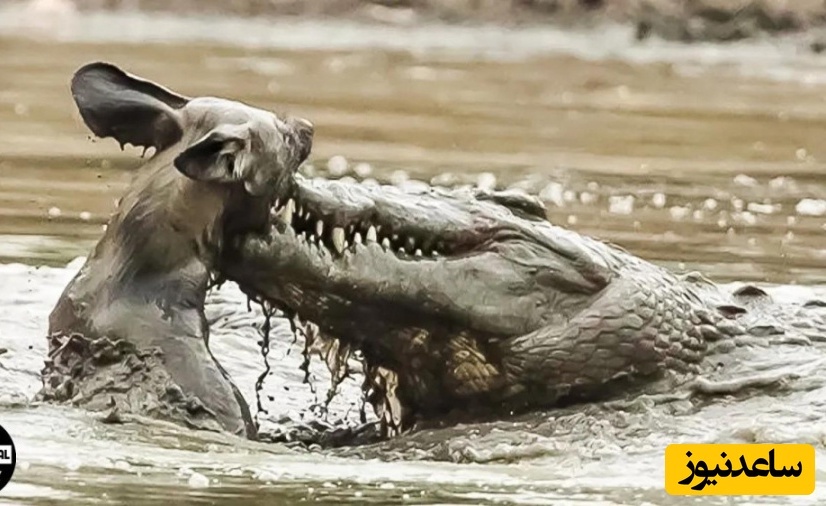 (ویدئو) مستند حیات وحش حیوانات/ نبرد تمساح و سگ نگهبان