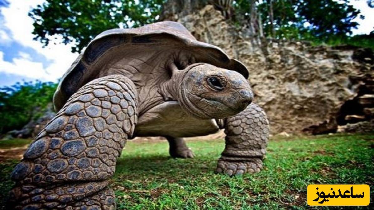 (تصویر) کشف بزرگ‌ترین فسیل لاک‌پشت تاریخ که به اندازه‌ی یک خودرو است!