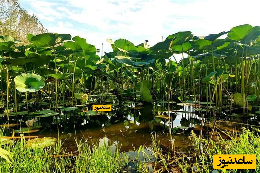 نگاهی به زیبایی های بوستان نیلوفر آبی در ساری