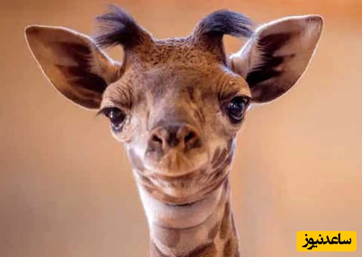 ببینید| زرافه گردن، غزال بامزه ای که شبیه زرافه است و روی دوپا می ایستد!