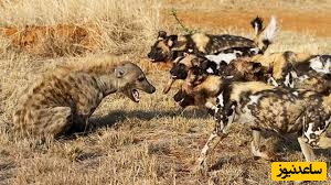 (ویدیو)   نبرد عجیب سگ های وحشی با کفتارها در آفریقای جنوبی