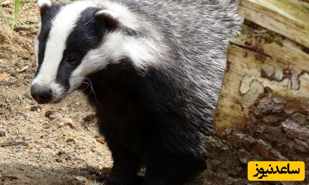 «گنج گورستان 900 ساله» که توسط یک «گورکن» کشف شد