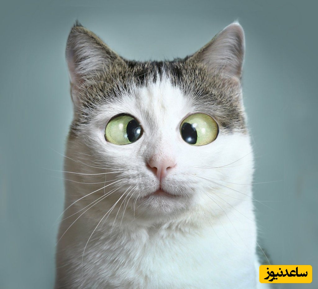 خطای دید/ حتی افراد با آیکیو بالا هم نمی‌توانند چوب بیسبال را پیدا کنند؛ تو اولین باش و نشون بده باهوشی