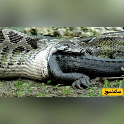لحظه بلعیده شدن تمساح غول پیکر توسط مار افعی+فیلم