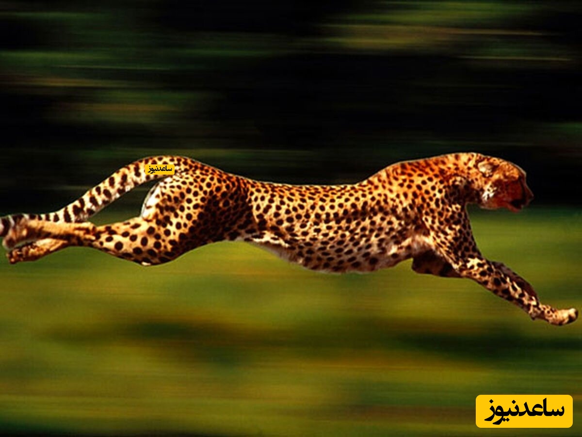 (فیلم)سرعت عجیب و حیرت انگیز یک یوزپلنگ در خیابان‌های عمان لزره به جان مردم انداخت!