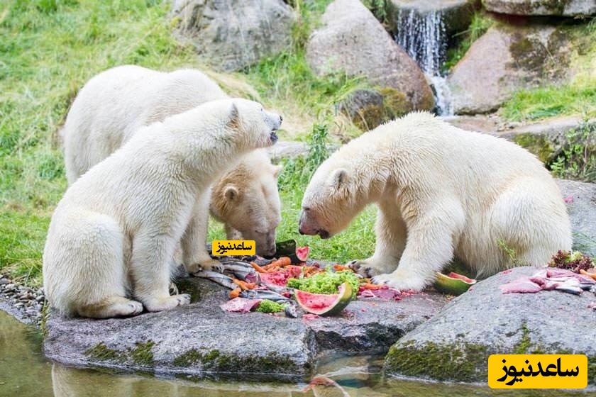 باغ وحش هلابرون