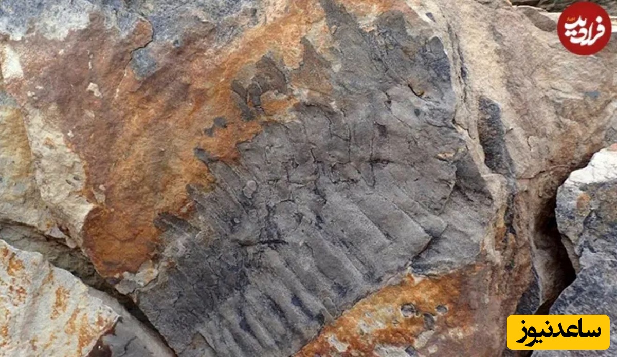 فسیل هزارپای غولپیکر