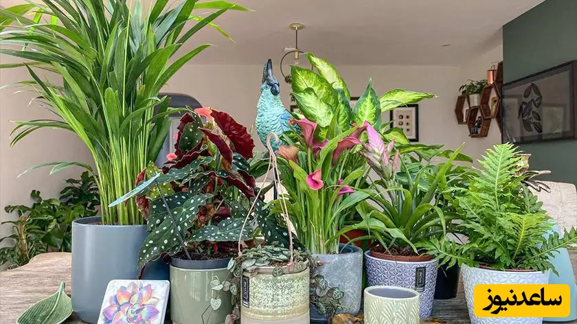 5 اصل اساسی نگهداری از گیاهان آپارتمانی که رشد خوبی داشته باشن+ ویدئو