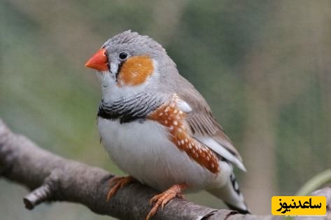 دیدن فنچ در خواب چه تعبیری دارد؟ / تعبیر خواب فنچ