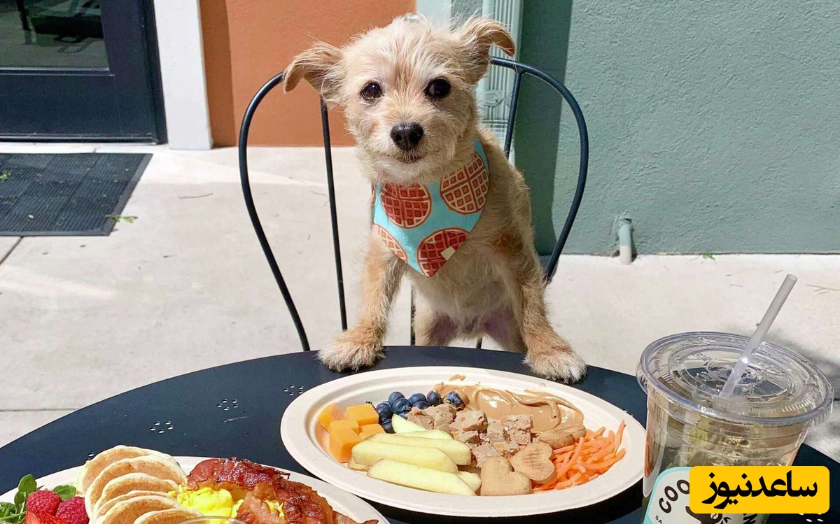 از اسپاگتی سیرابی تا کوکی پت؛ منوی عجیب این رستوران برای پذیرایی از سگ ها در تهران!+عکس