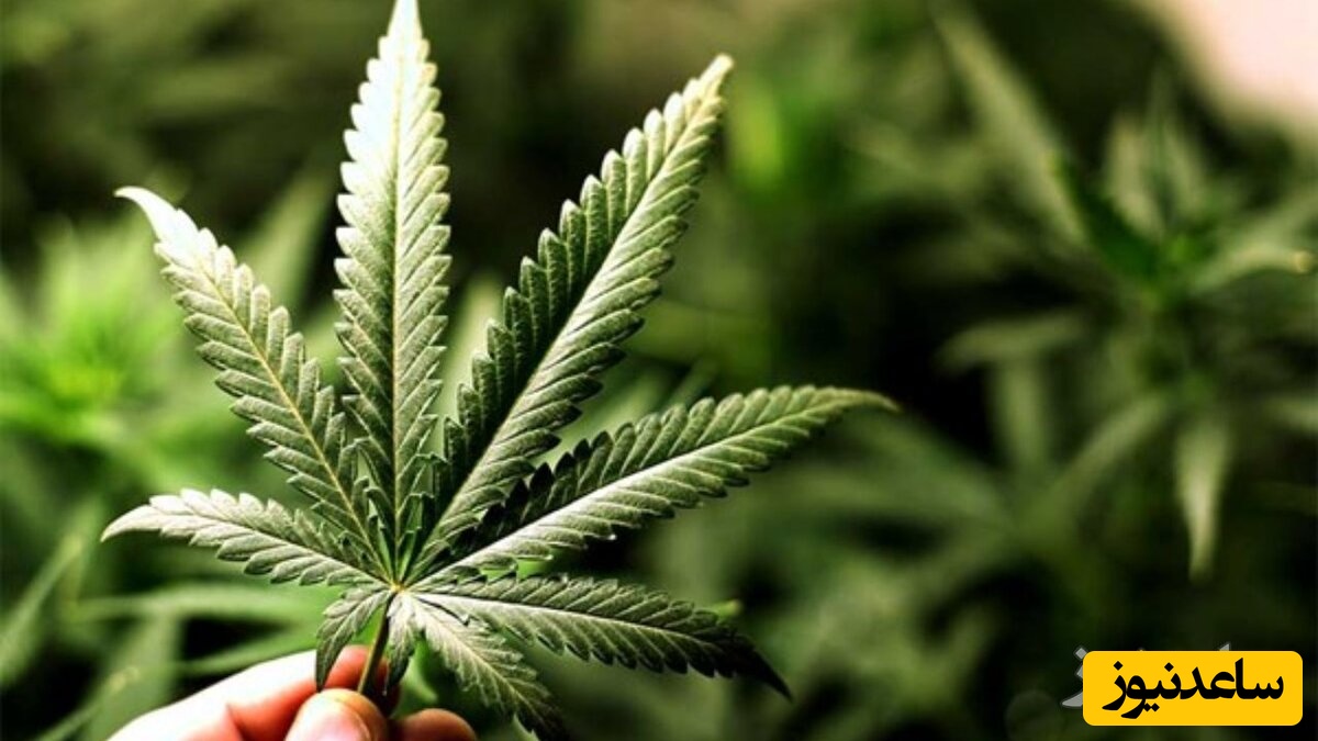 اعتیاد به گل، اسمش قشنگه، برعکس ذاتش