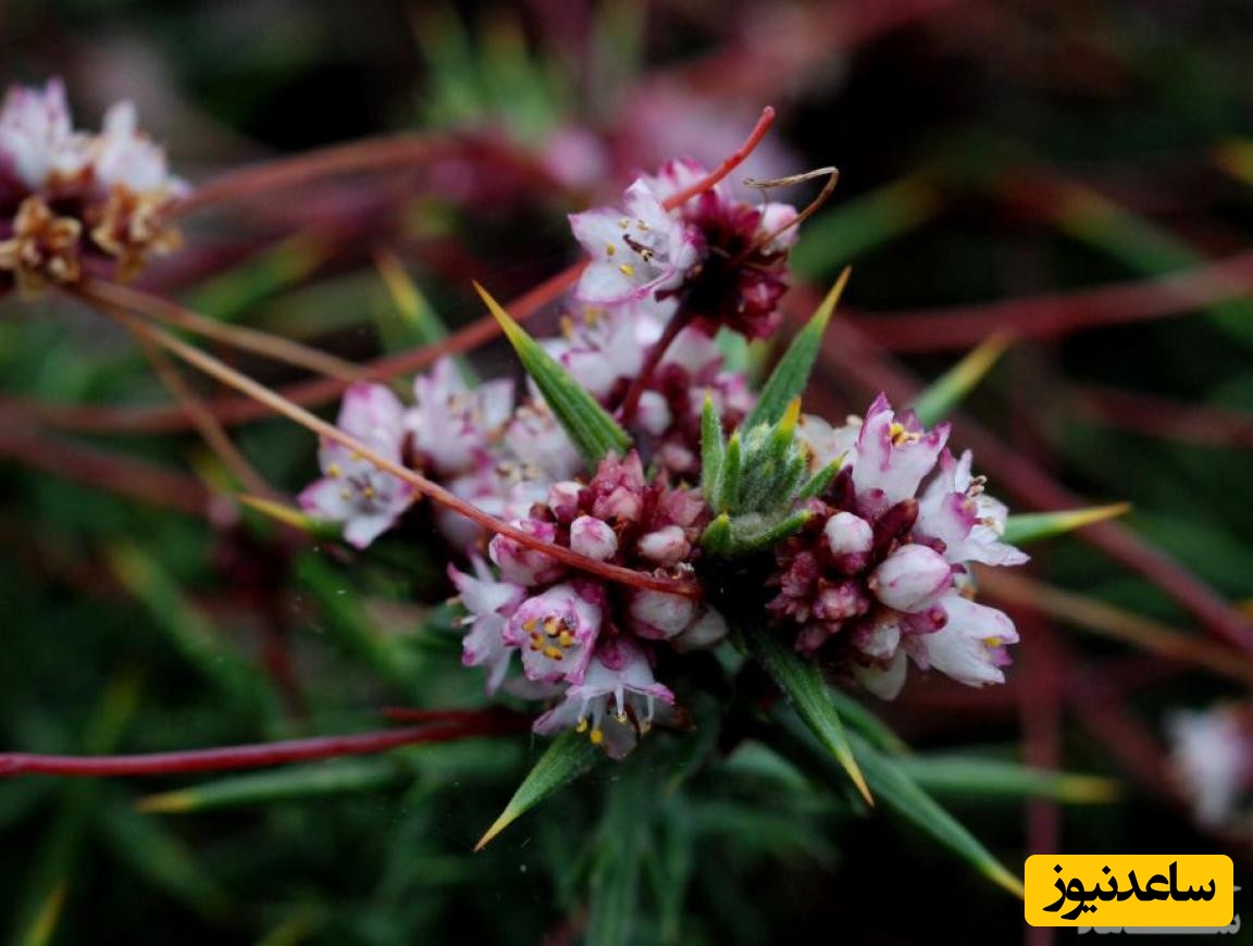 با فواید و مضرات گیاه افتیمون آشنا شوید