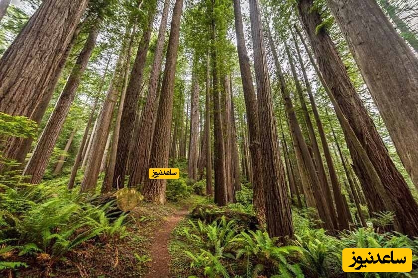  پارک‌های ملی و ایالتی ردوود