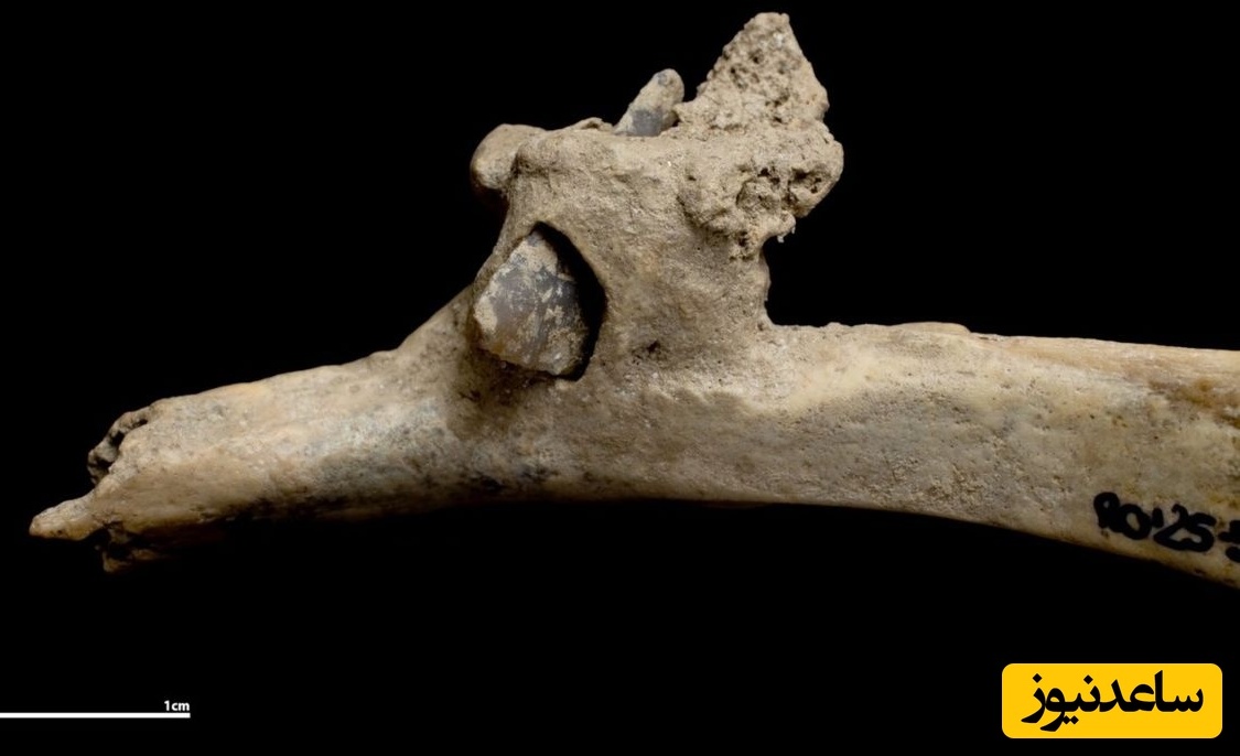 کشف «تیر سنگی» در استخوان فردی که 4 هزارسال قبل زندگی می‌کرد