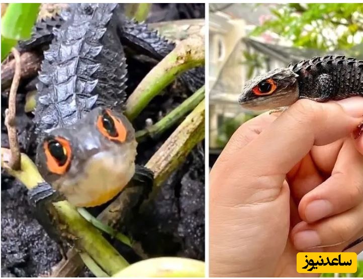 سقنقور تمساحی چشم قرمز؛ مارمولکی شبیه اژدها با چشمانی قرمز!