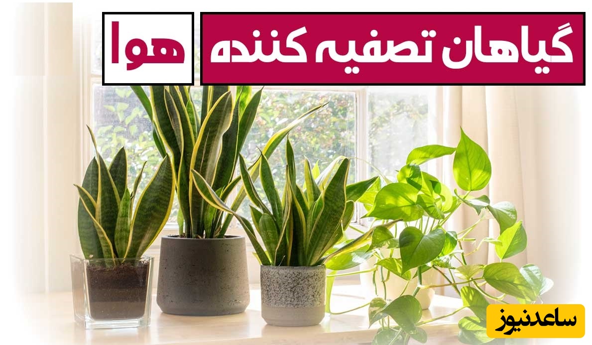 معرفی 7 گیاه آپارتمانی بهترین گزینه برای تصفیه هوا