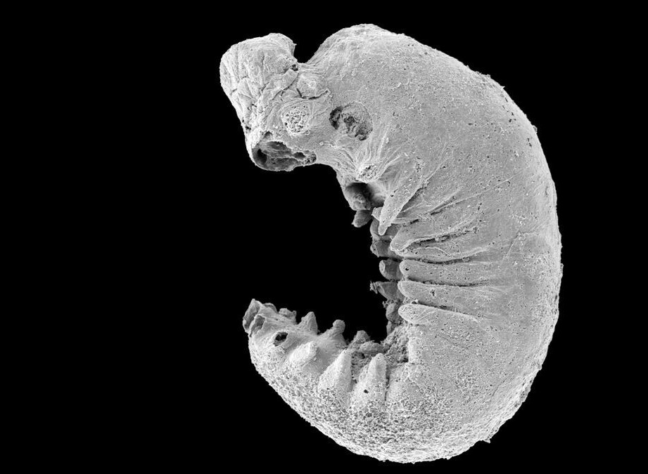 کشف فسیل یک موجود 500 میلیون سالۀ میکروسکوپی که «مغز» دارد+عکس
