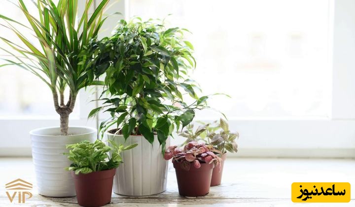 معرفی 10 مورد از بادوام ترین گلهای آپارتمانی مقاوم/ گل‌های آپارتمانی که عاشقِ سختی‌ها هستند!+ ویدئو