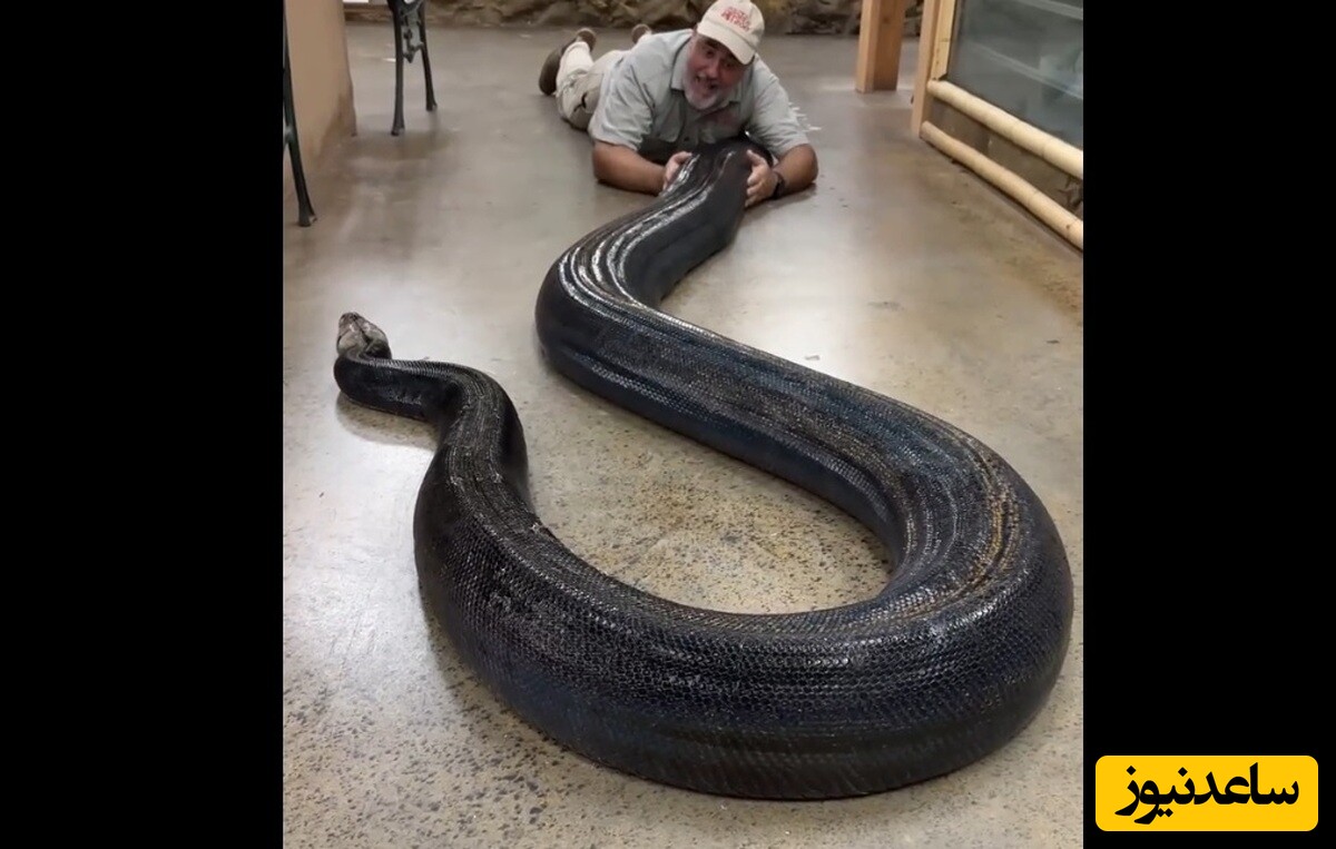 (ویدئو) مستند حیات وحش/ وجود مار پیتون بزرگ بر روی یک خودپرداز!