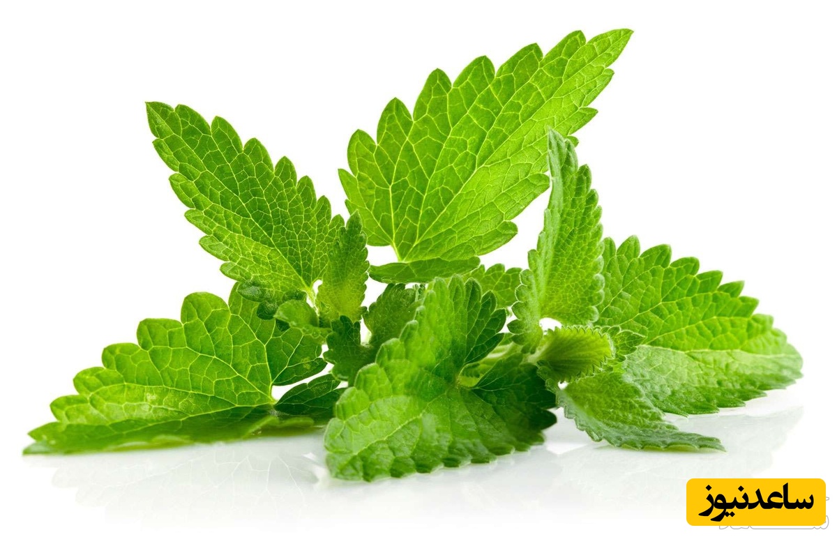 فواید و عوارض مصرف نعناع و عرق نعناع در دوران بارداری
