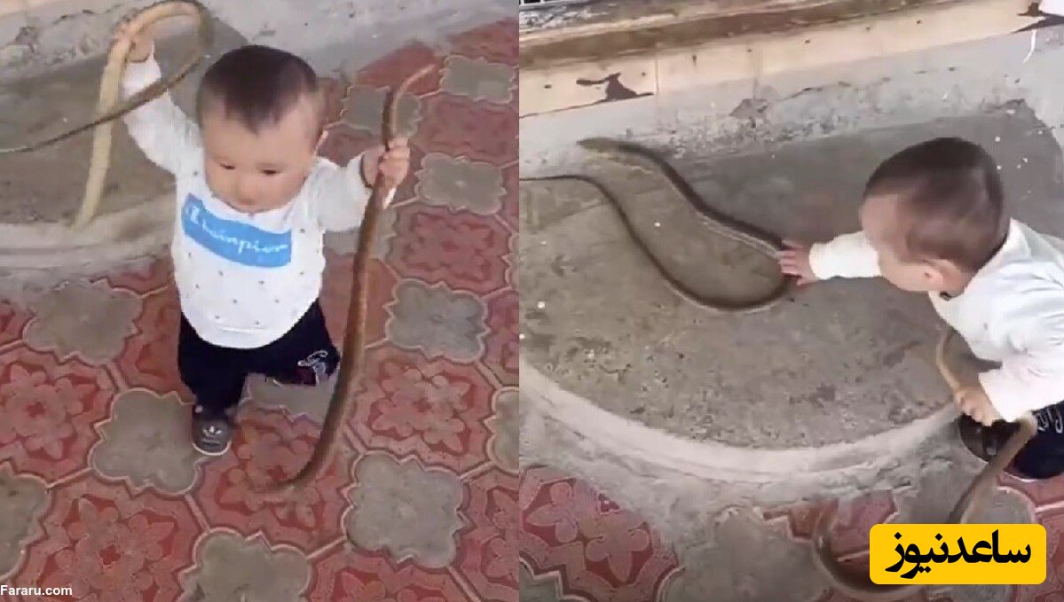 ویدئویی ترسناک از بازی یک کودک نوپا با دو مار زنده